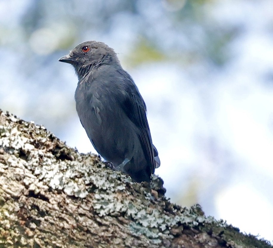 Mésange enfumée - ML638326054