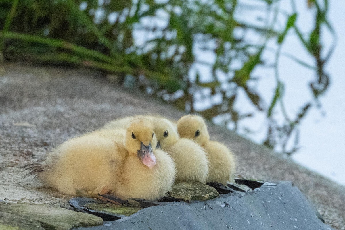 Canard musqué (forme domestique) - ML638326059