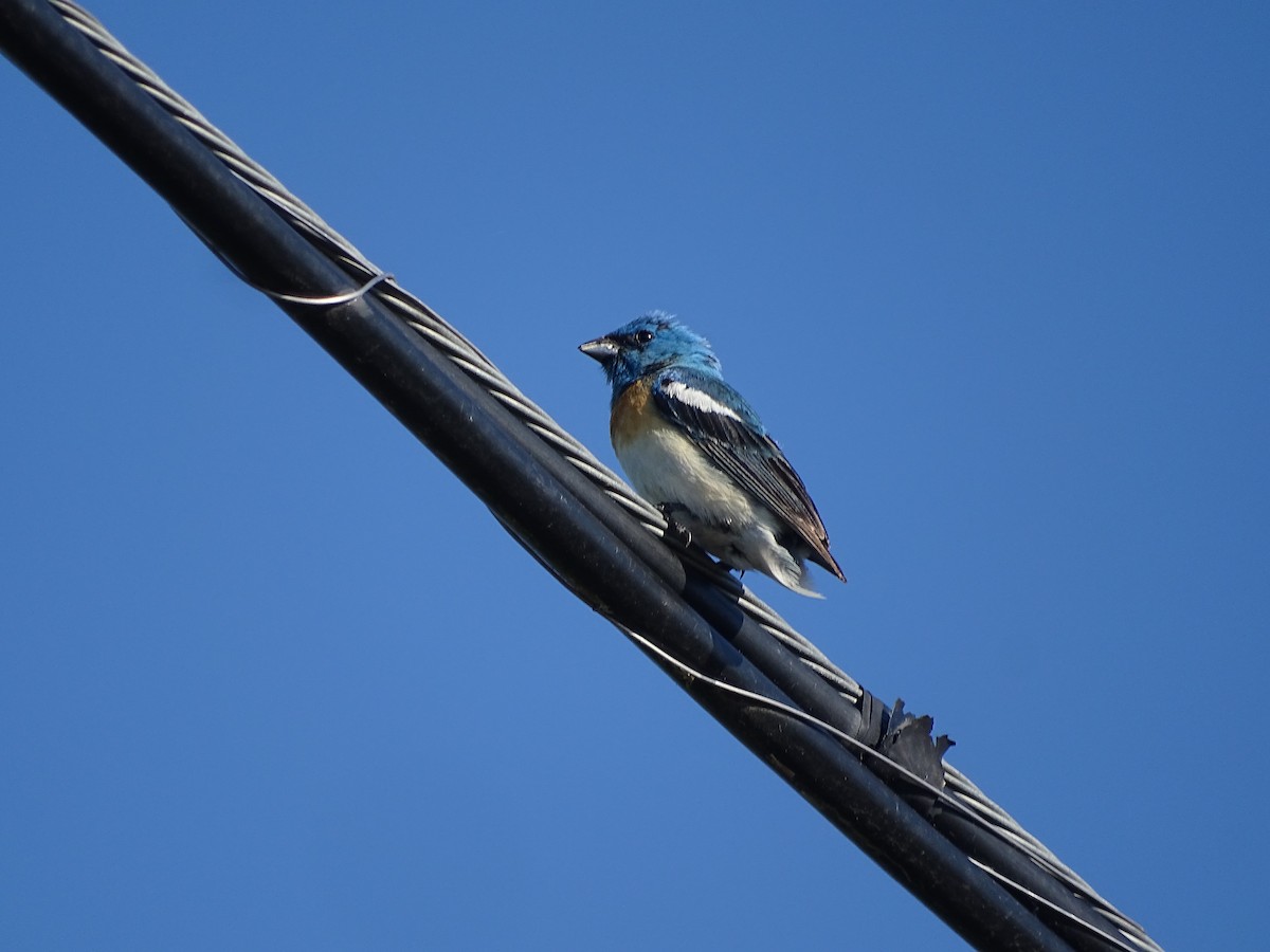 Passerin azuré - ML638326063