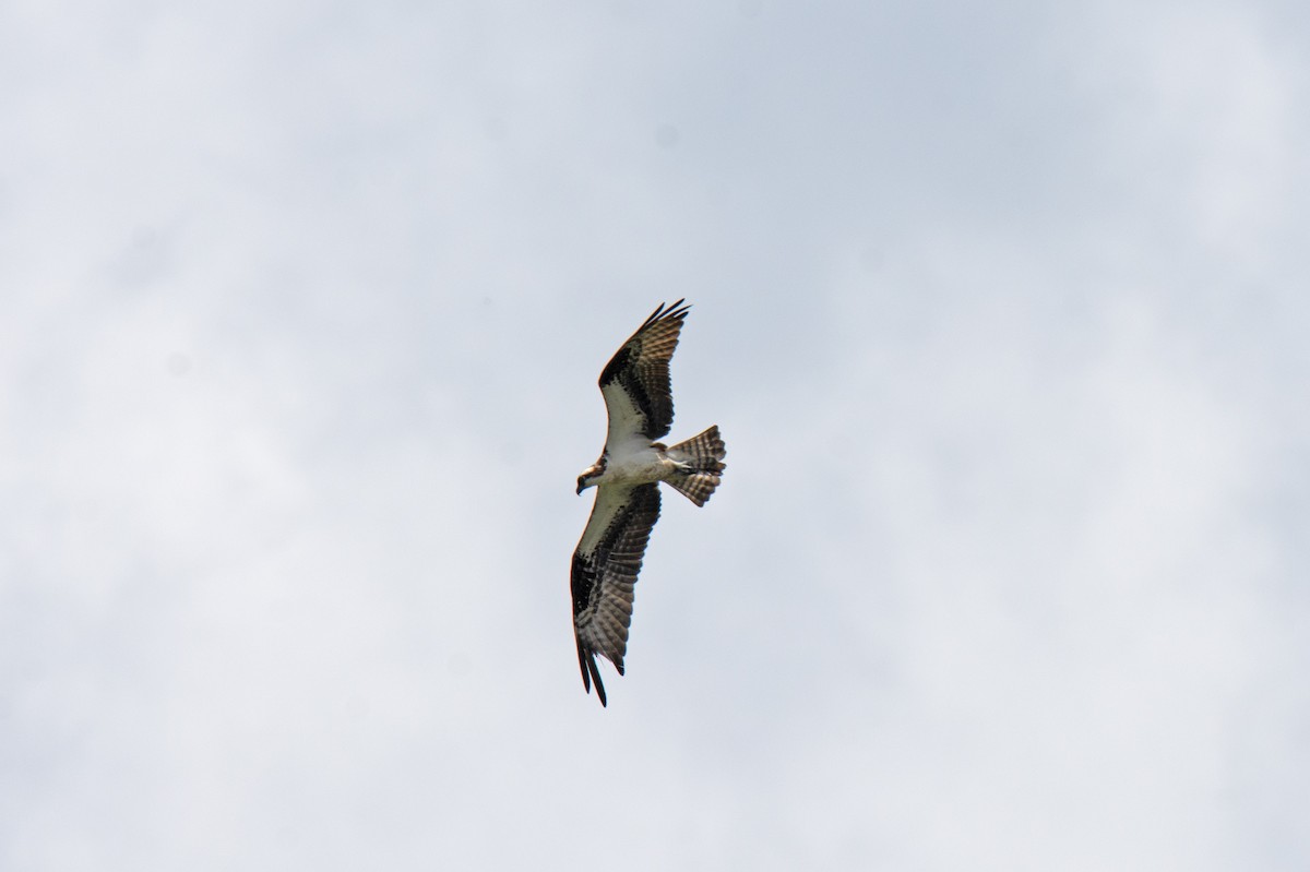 Balbuzard pêcheur - ML638326070