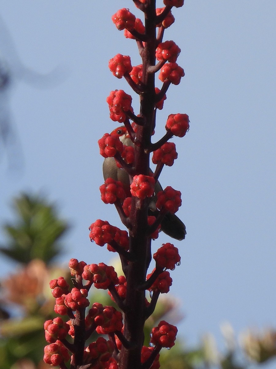 Common Waxbill - ML638326079