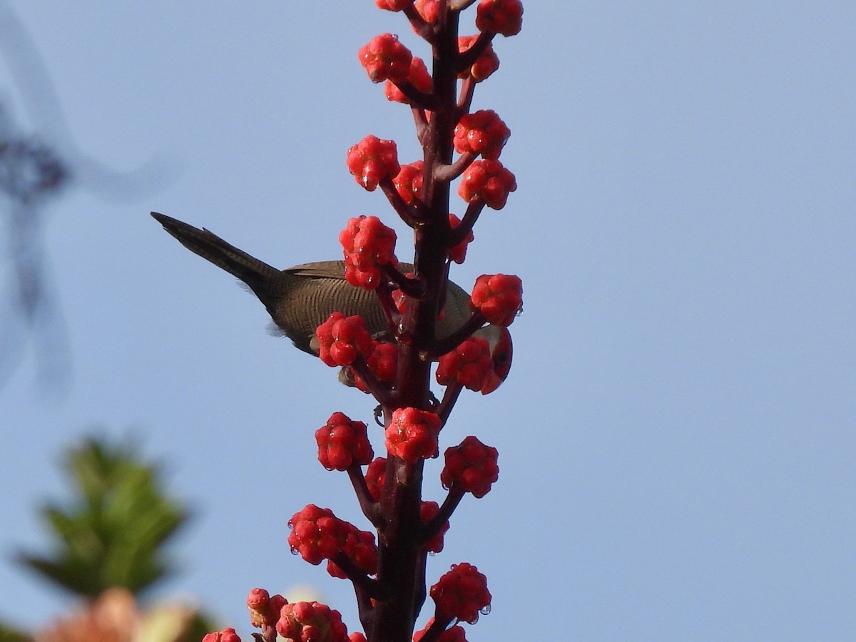 Common Waxbill - ML638326081