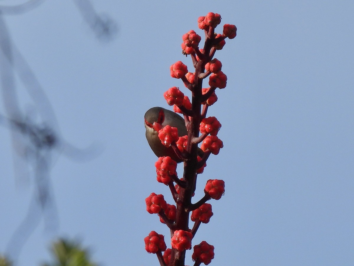 Common Waxbill - ML638326087