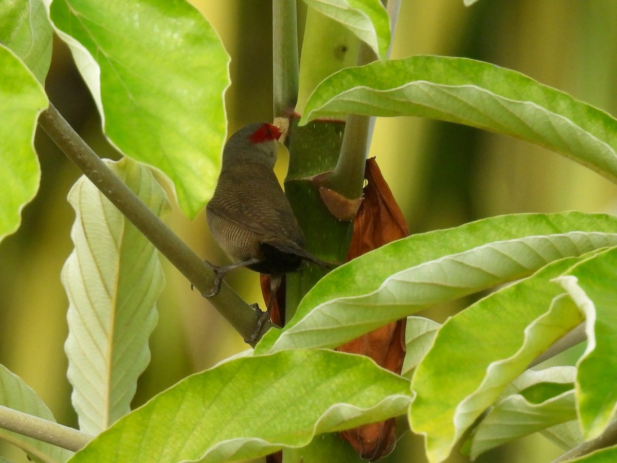 Common Waxbill - ML638326091
