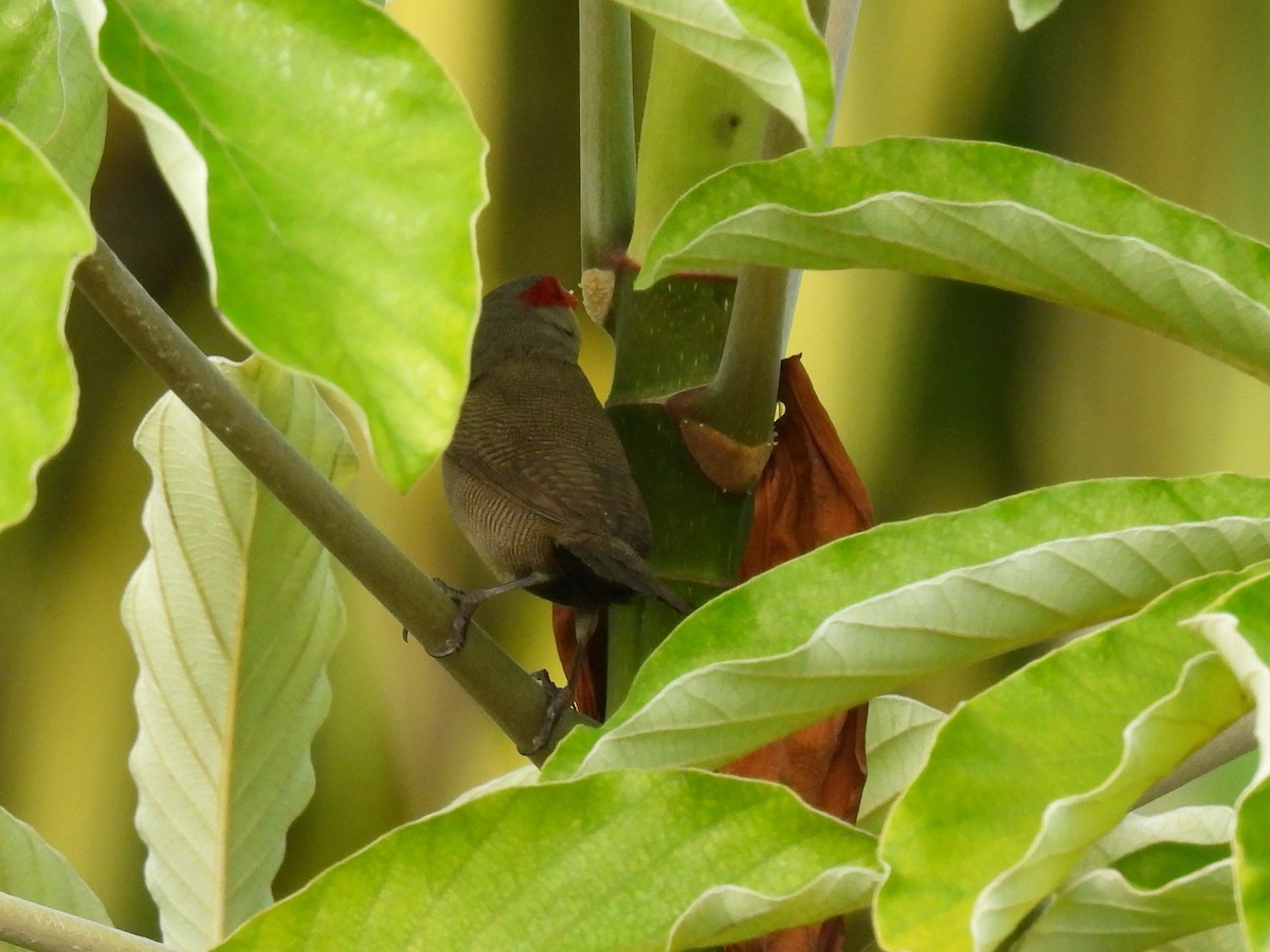 Common Waxbill - ML638326095