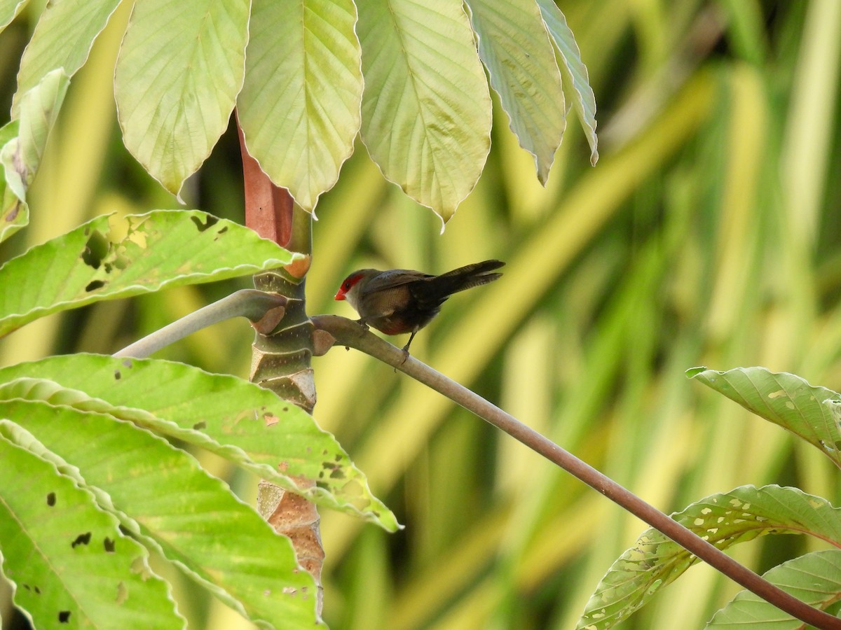 Common Waxbill - ML638326096