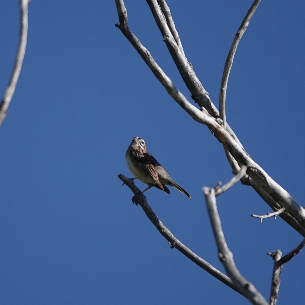 Lark Sparrow - ML638326097