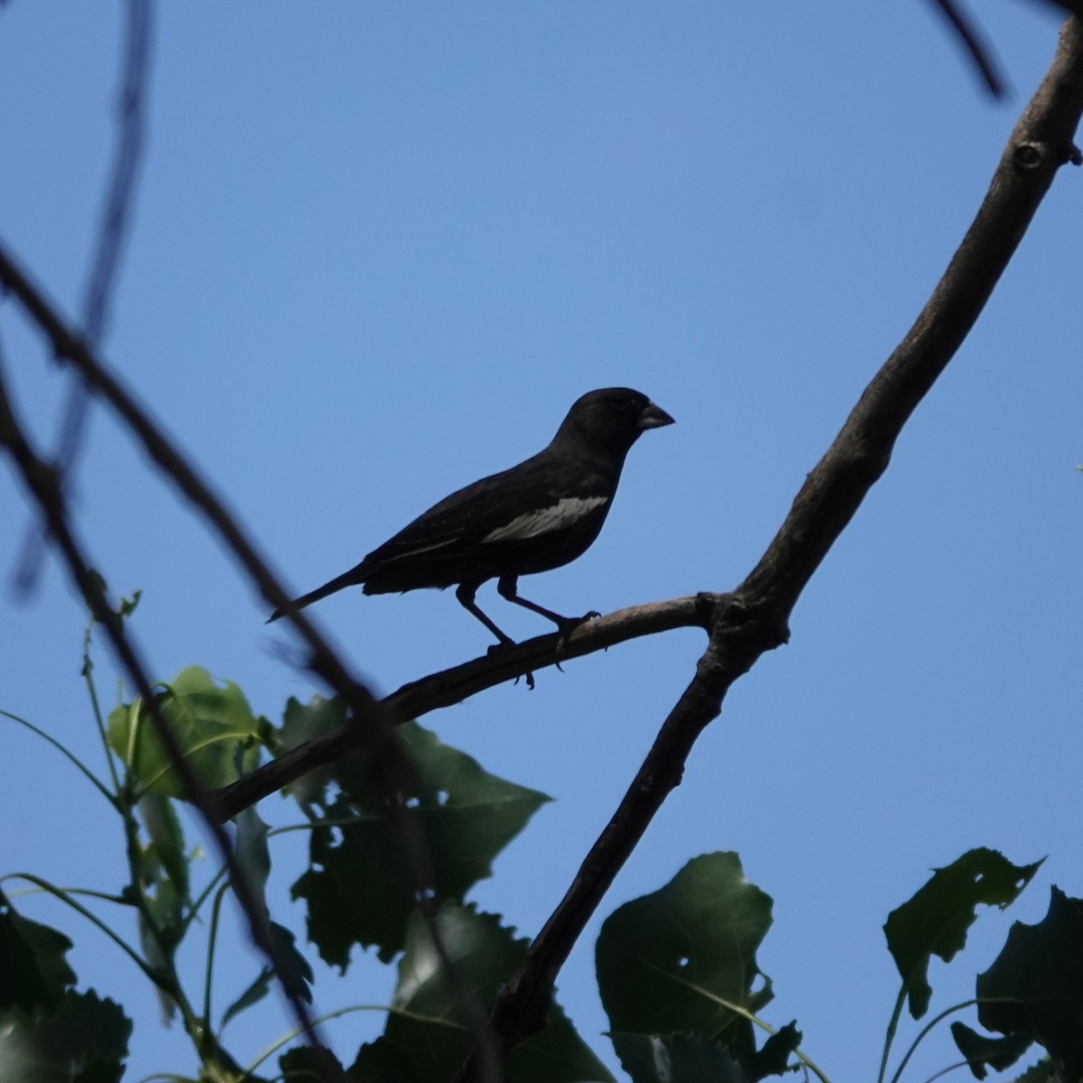 Lark Bunting - ML638326099