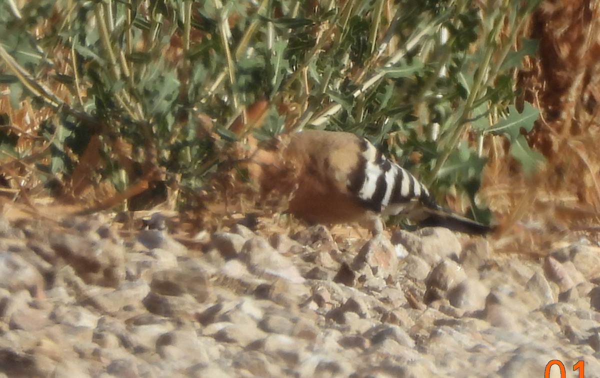Eurasian Hoopoe - ML638326110