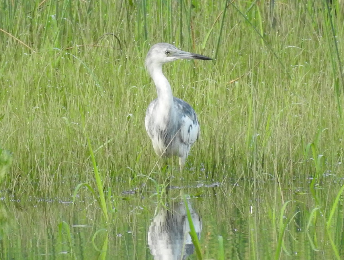 blåhegre - ML638326122