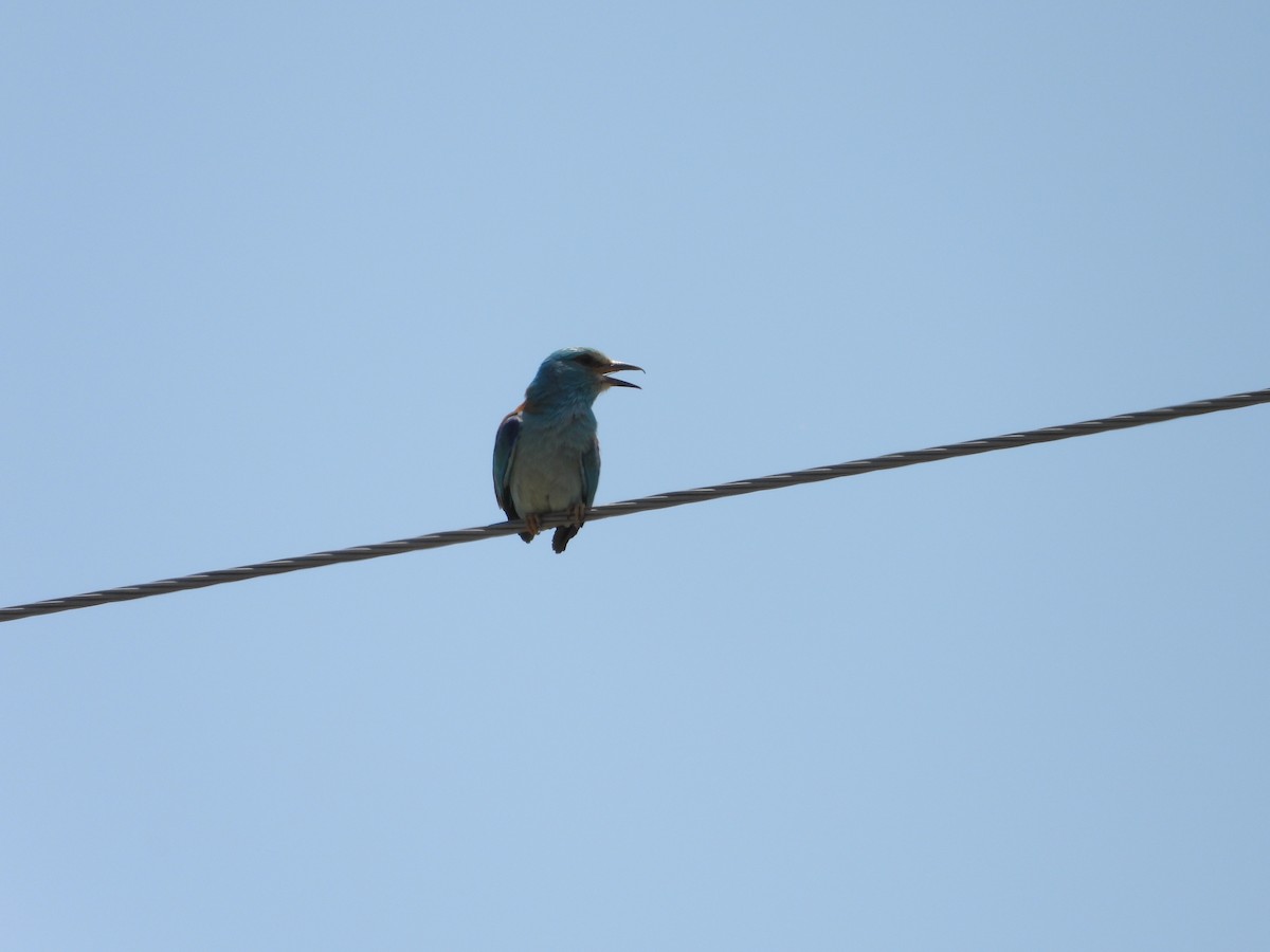 European Roller - ML638326123