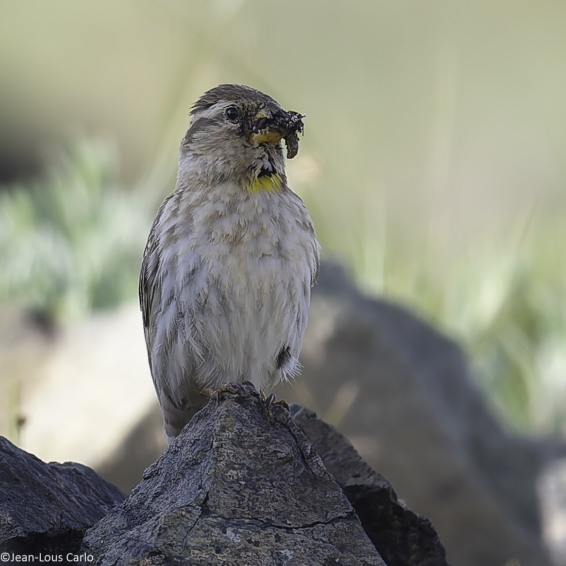 Rock Sparrow - ML638326125