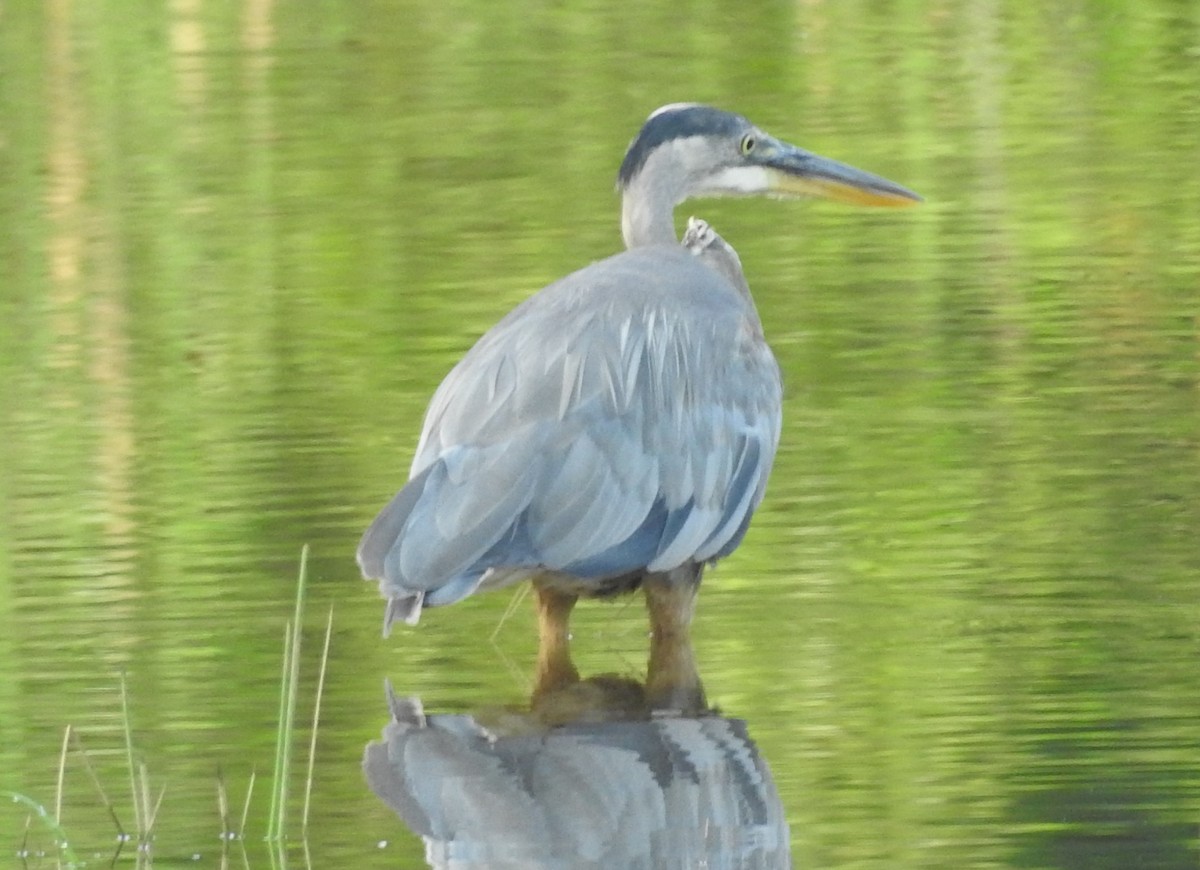 Garza Azulada - ML638326130