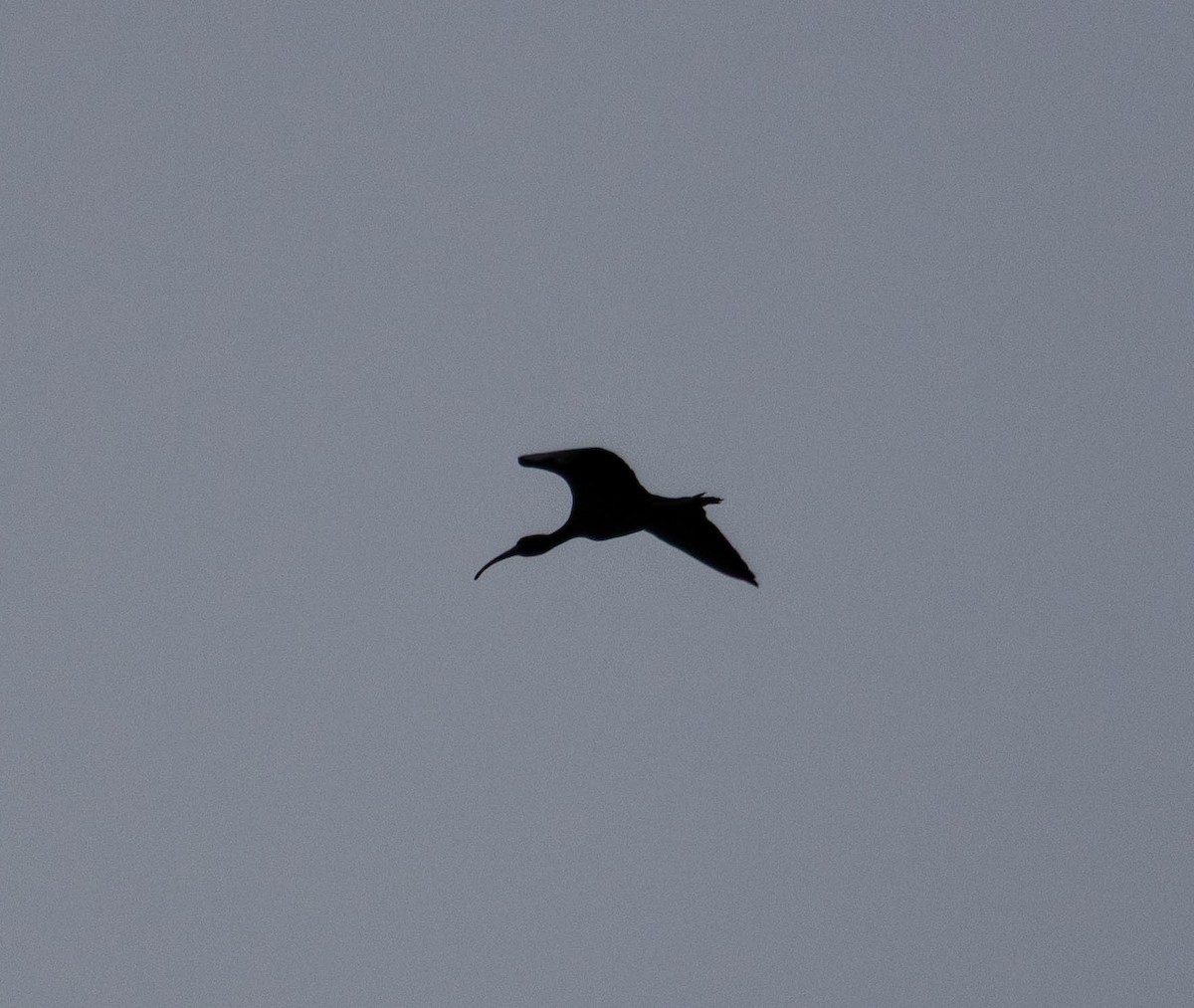 Ibis falcinelle - ML638326134