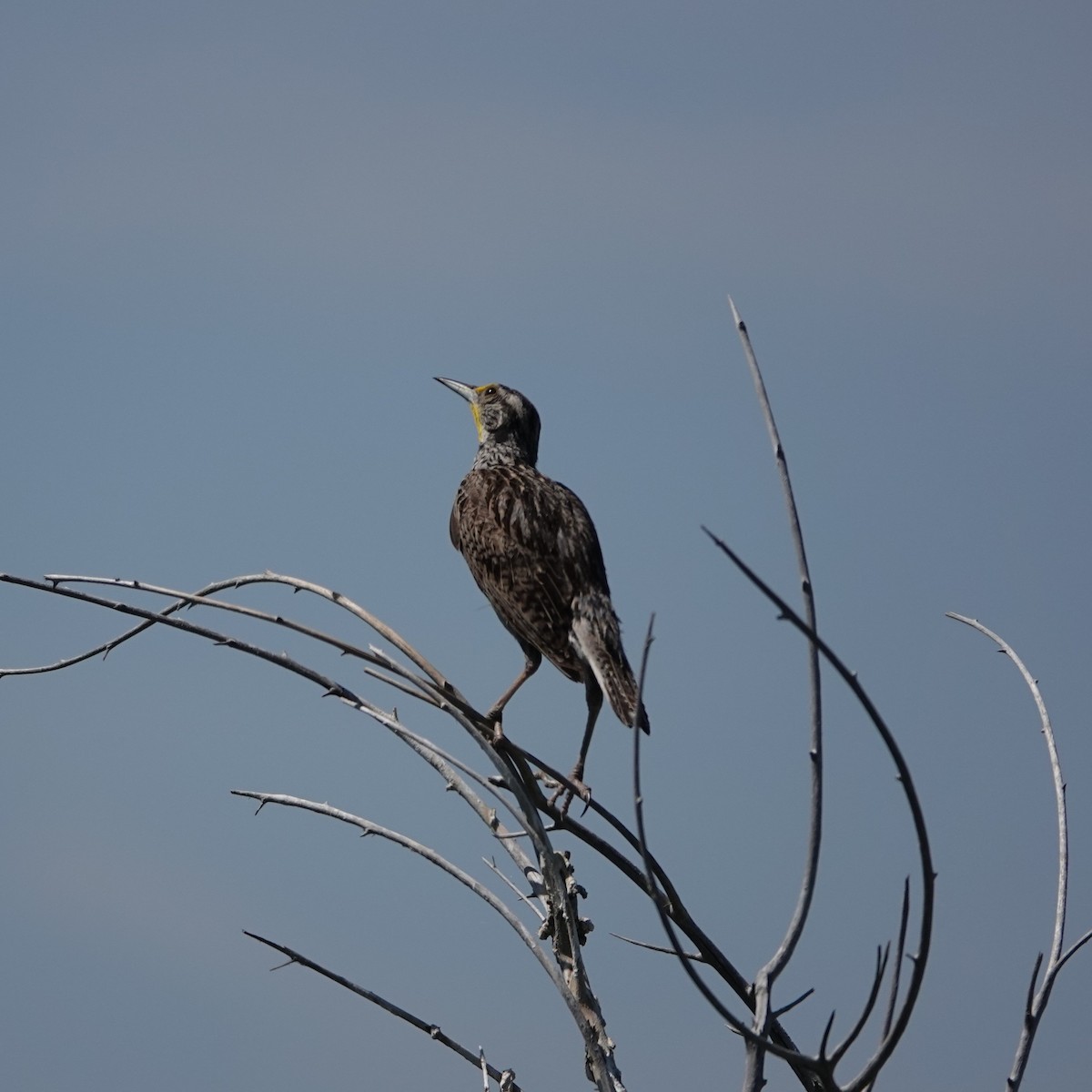 Western Meadowlark - ML638326135