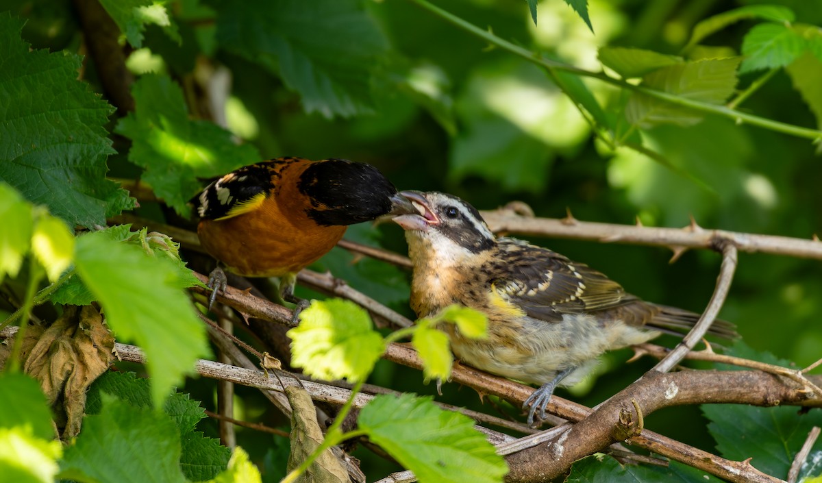Black-headed Grosbeak - ML638326137