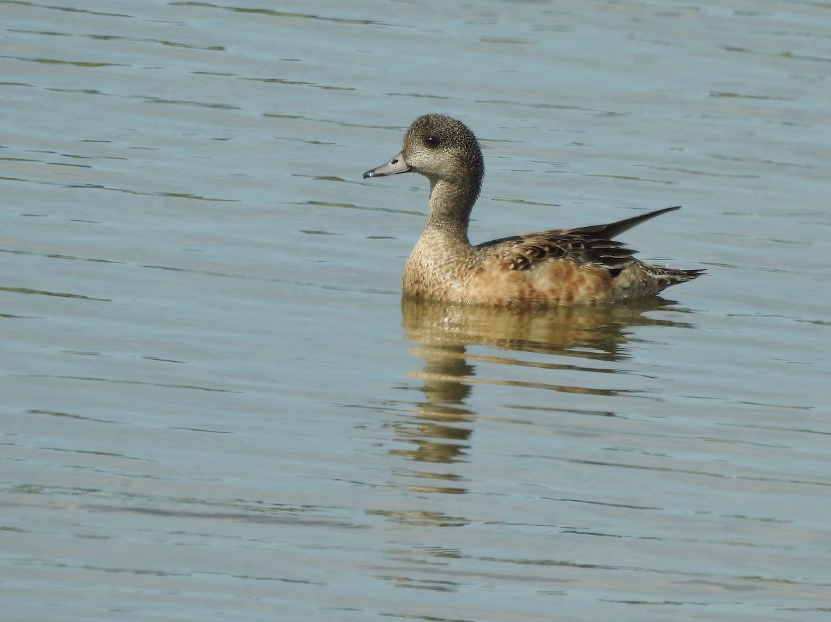American Wigeon - ML638326153