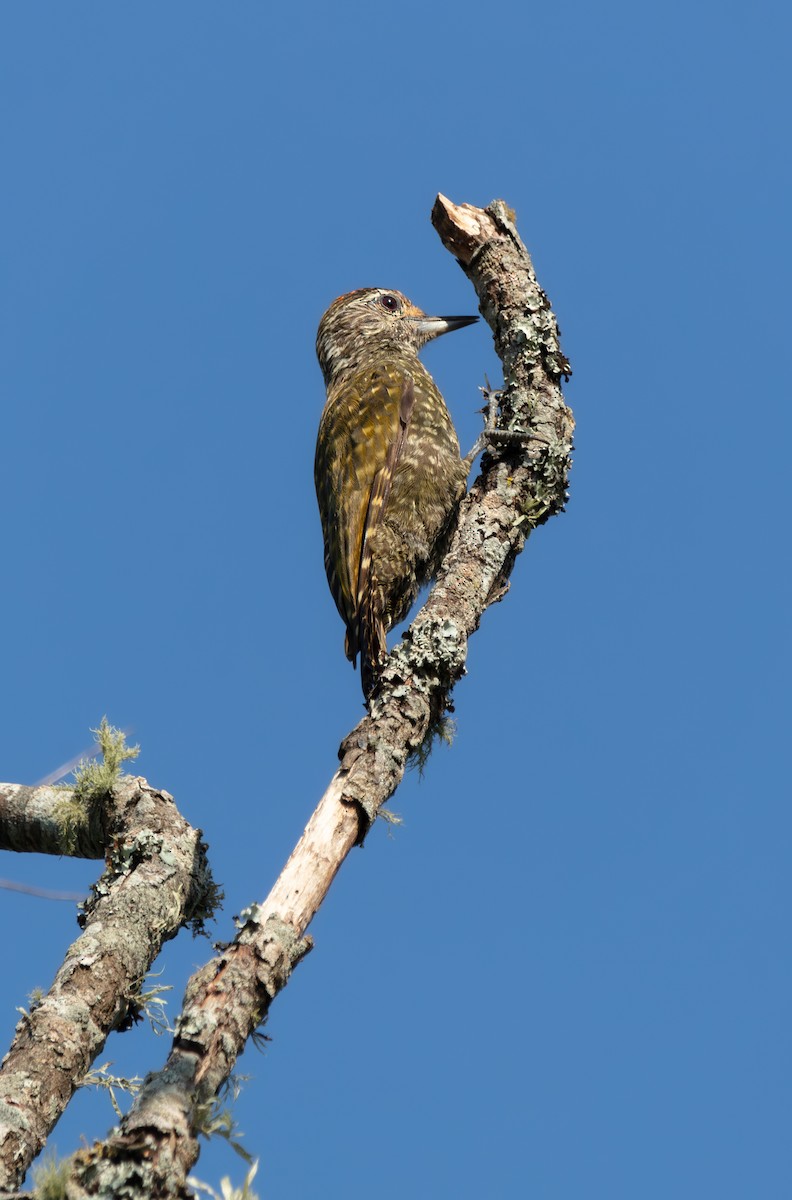 White-spotted Woodpecker - ML638326169