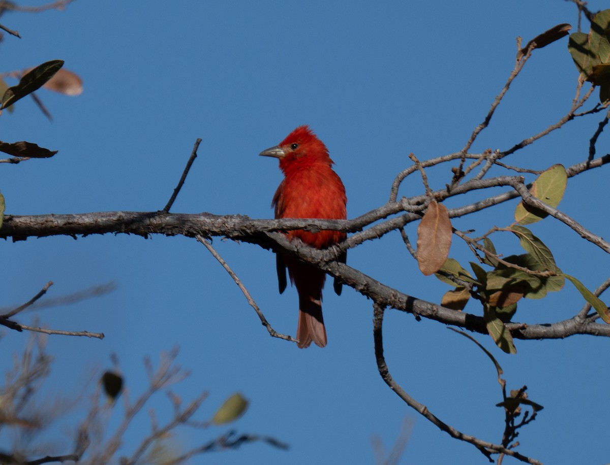 Piranga Roja - ML638326172