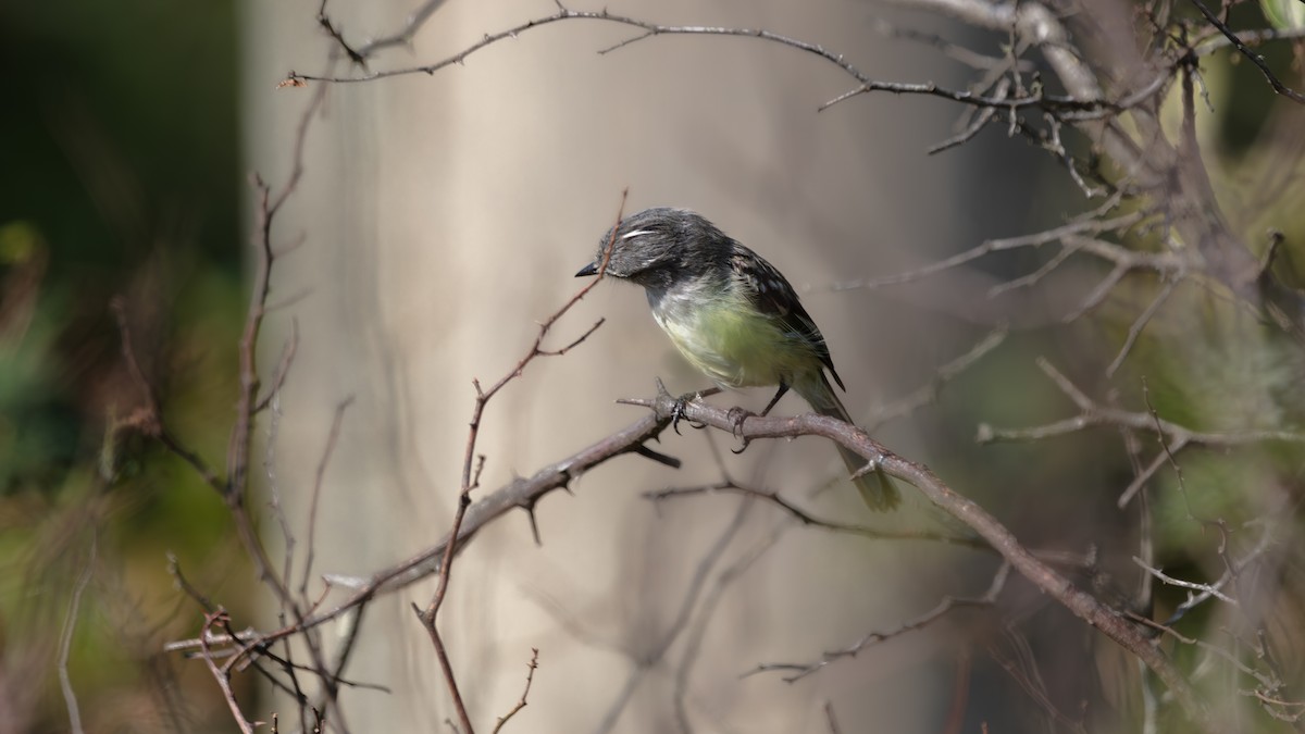 White-crested Tyrannulet - ML638326175