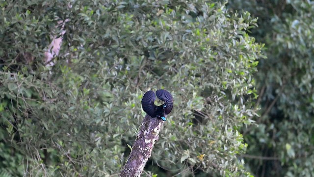 Victoria's Riflebird - ML638326181