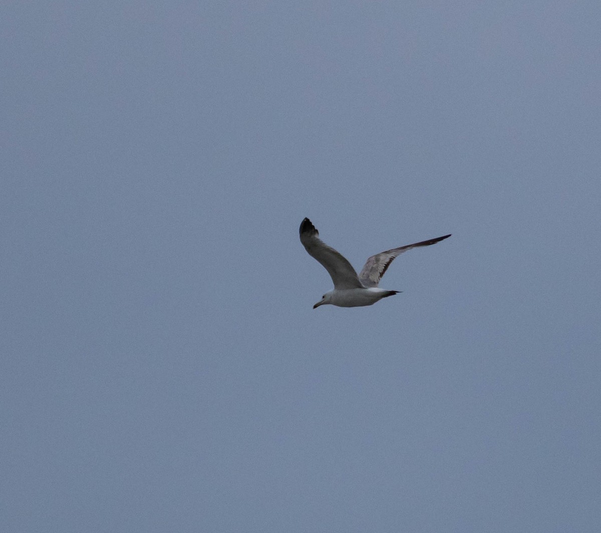 Caspian Gull - ML638326188