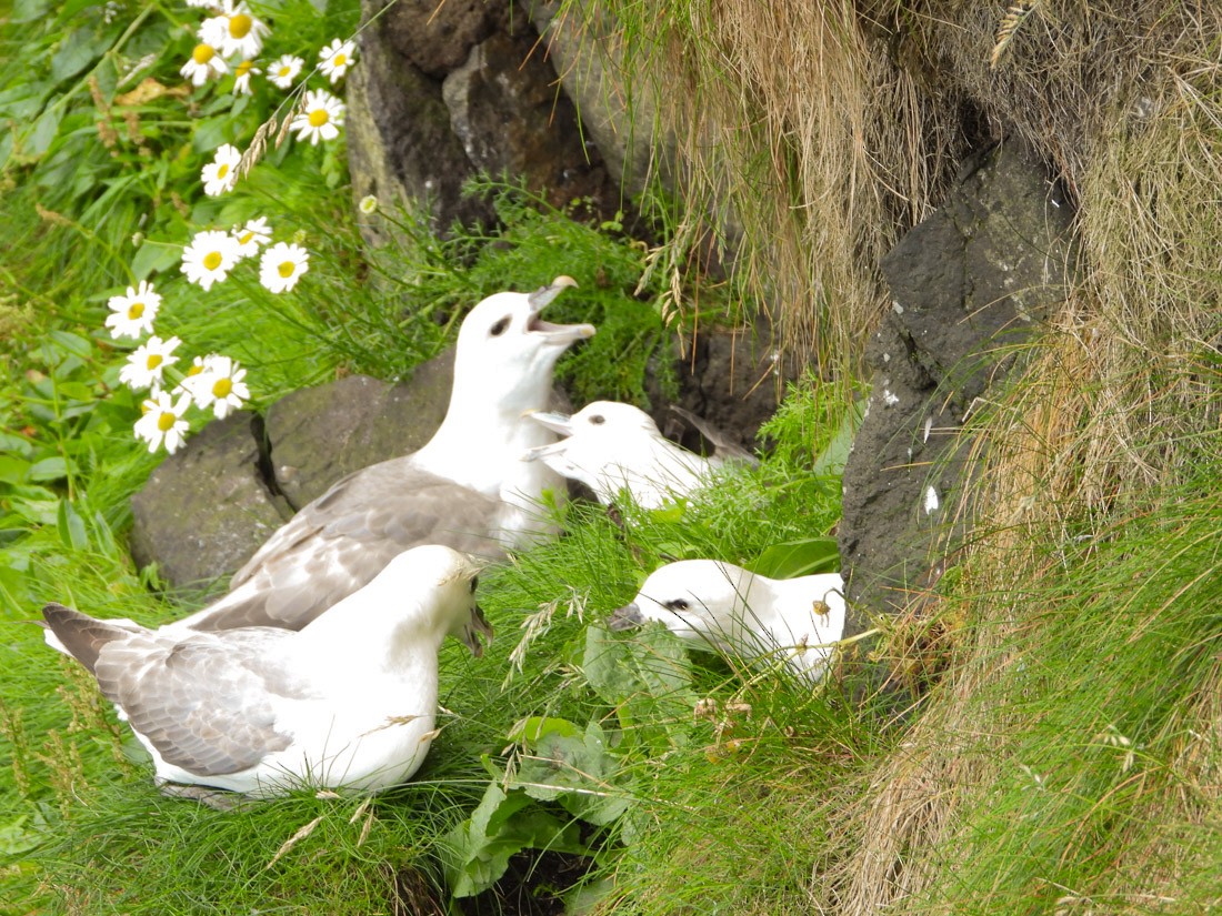Eissturmvogel - ML638326219