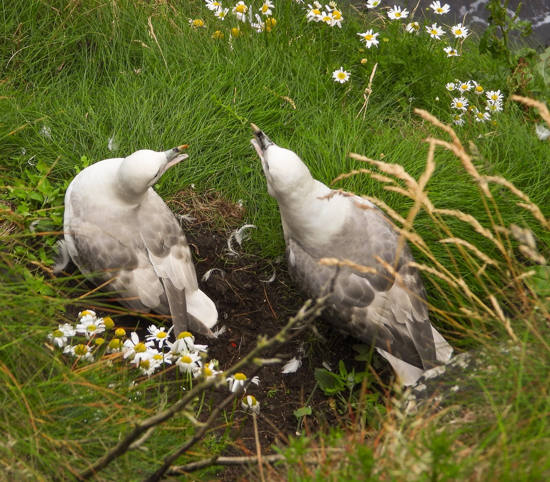 Eissturmvogel - ML638326221