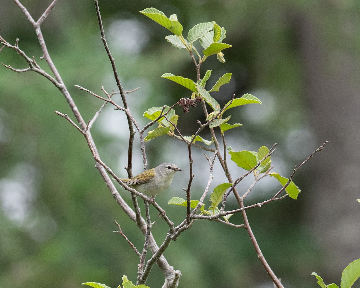 Tennessee Warbler - ML638326226