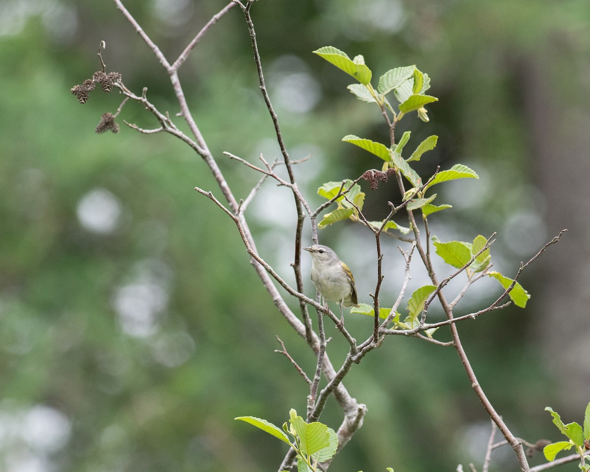 Tennessee Warbler - ML638326228