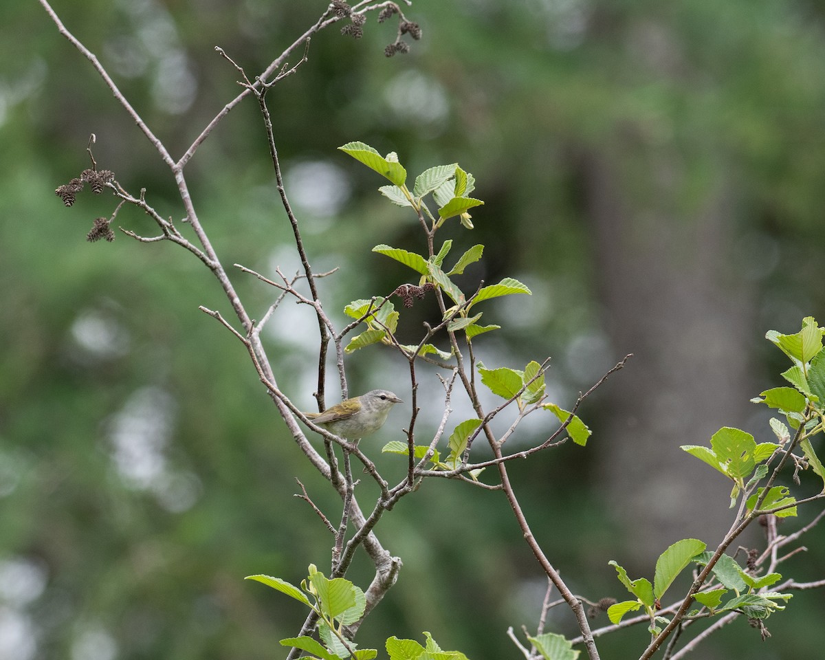 Tennessee Warbler - ML638326229