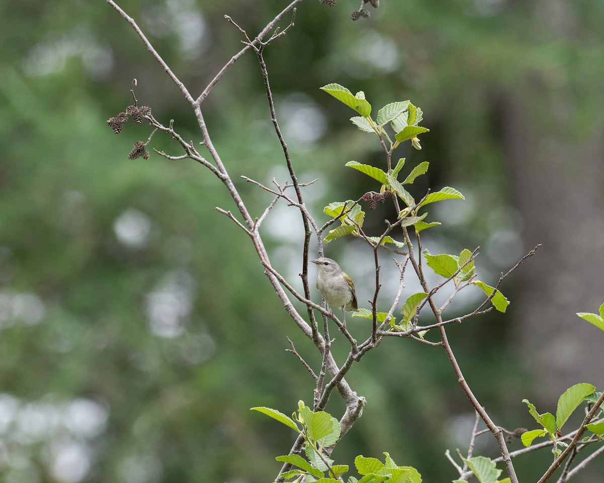 Tennessee Warbler - ML638326230