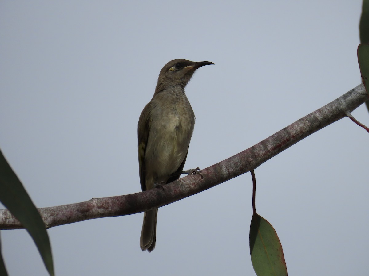 Brown Honeyeater - ML638326244