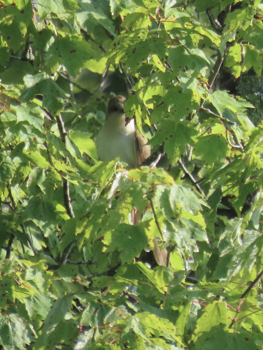 Coulicou à bec noir - ML638326255