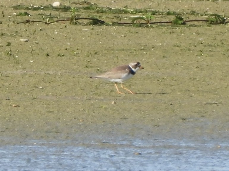 Semipalmated Plover - ML638326261