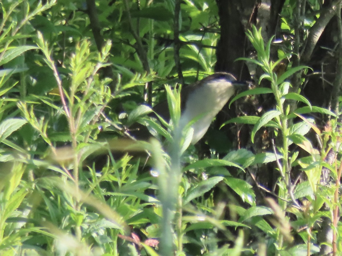 Coulicou à bec noir - ML638326262