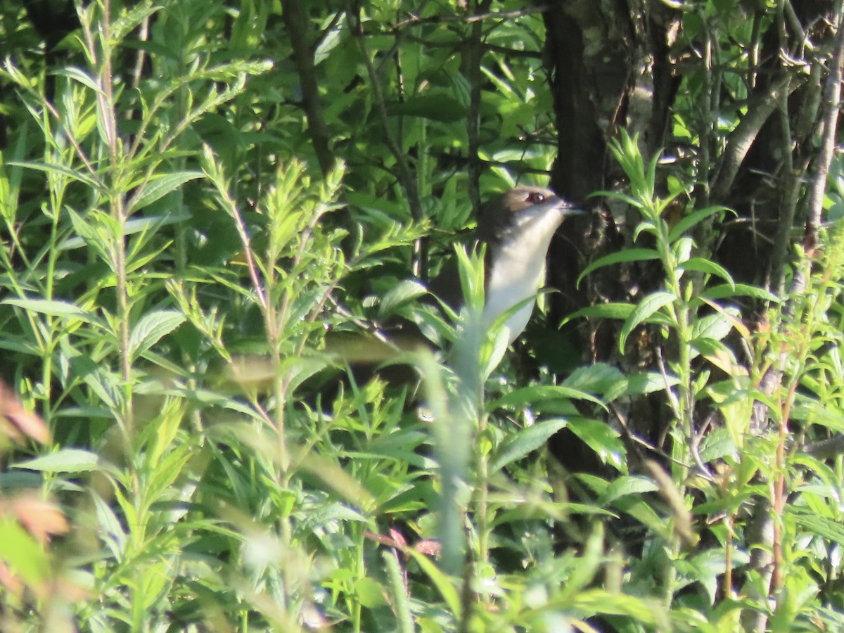 Coulicou à bec noir - ML638326263