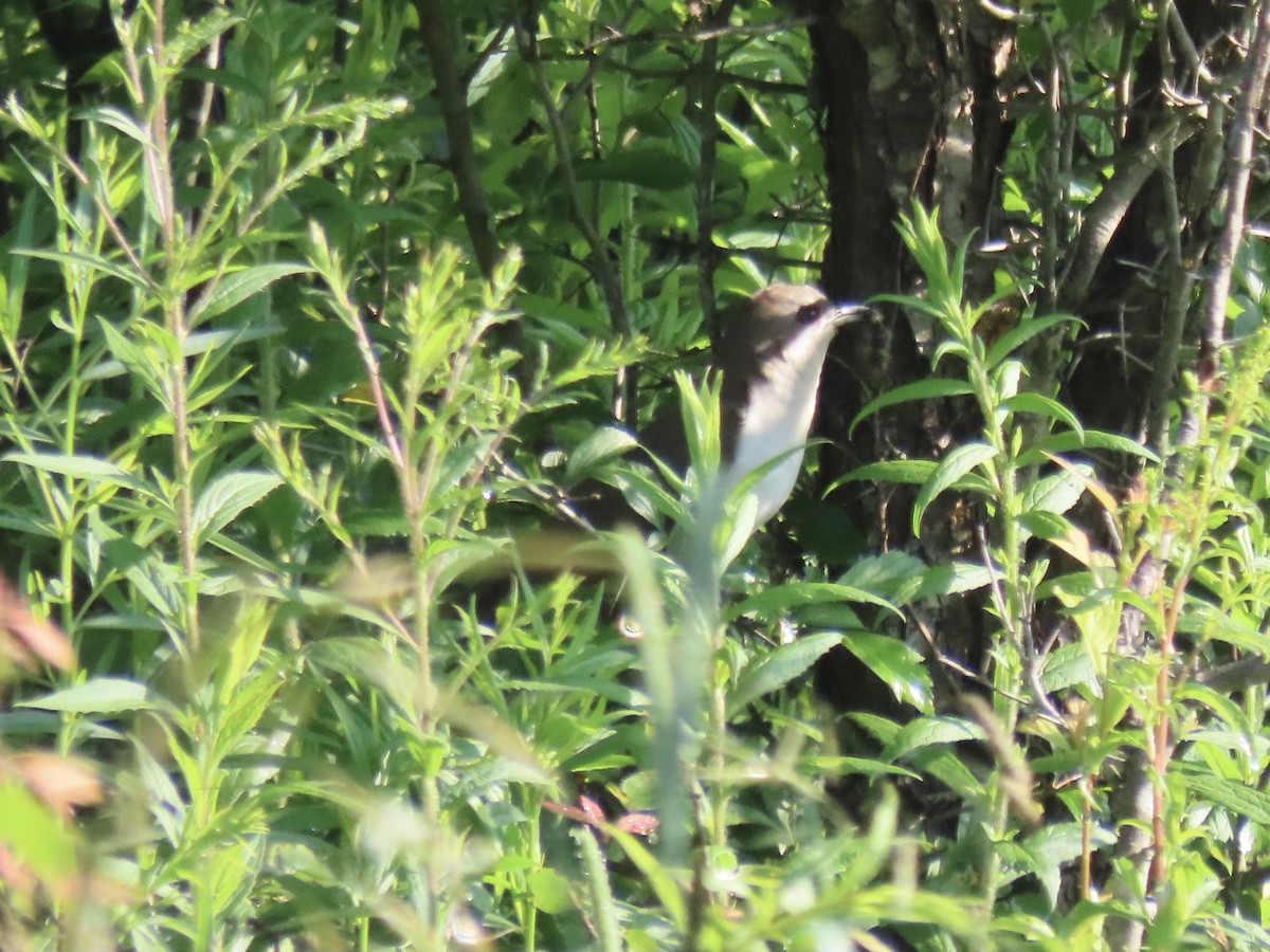 Coulicou à bec noir - ML638326264