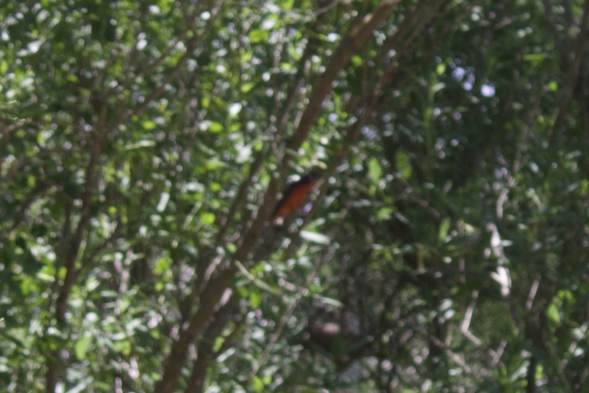ub. spurvefugl (Passeriformes sp.) - ML638326266