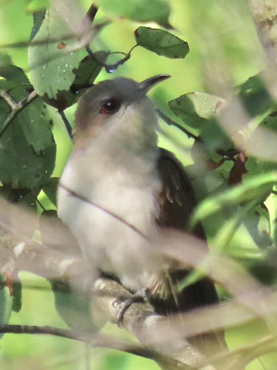 Coulicou à bec noir - ML638326267