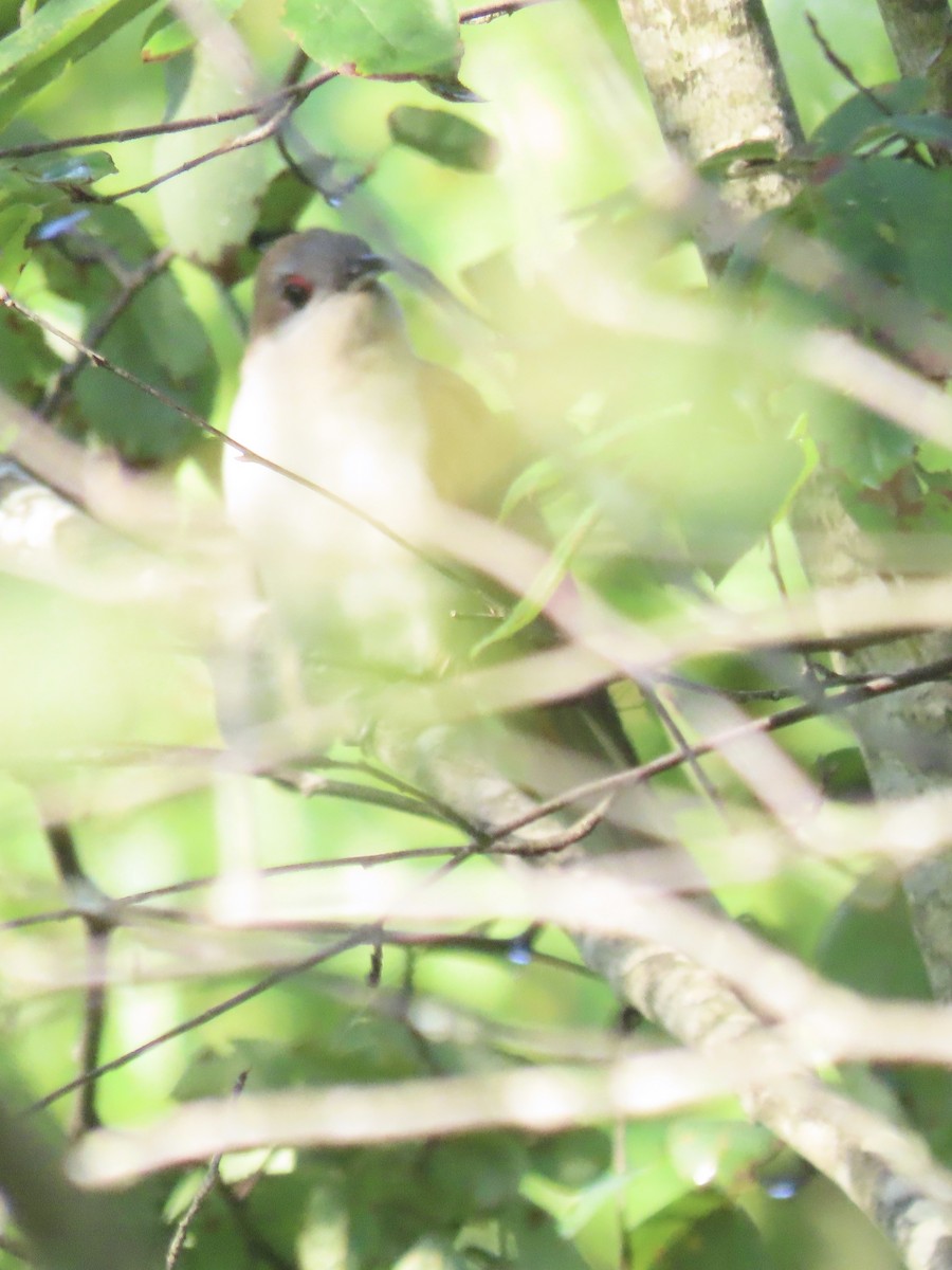 Coulicou à bec noir - ML638326268