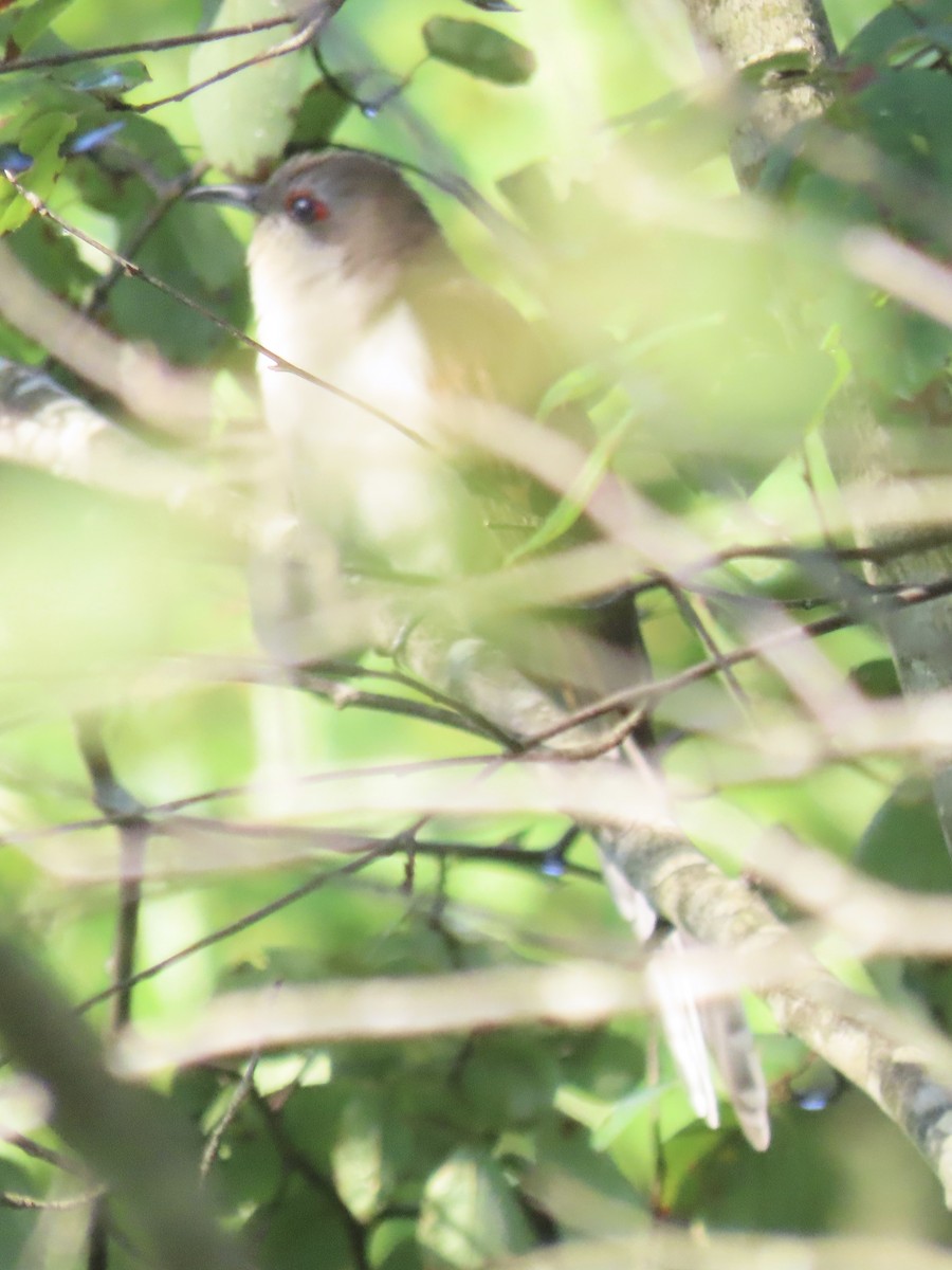 Coulicou à bec noir - ML638326269