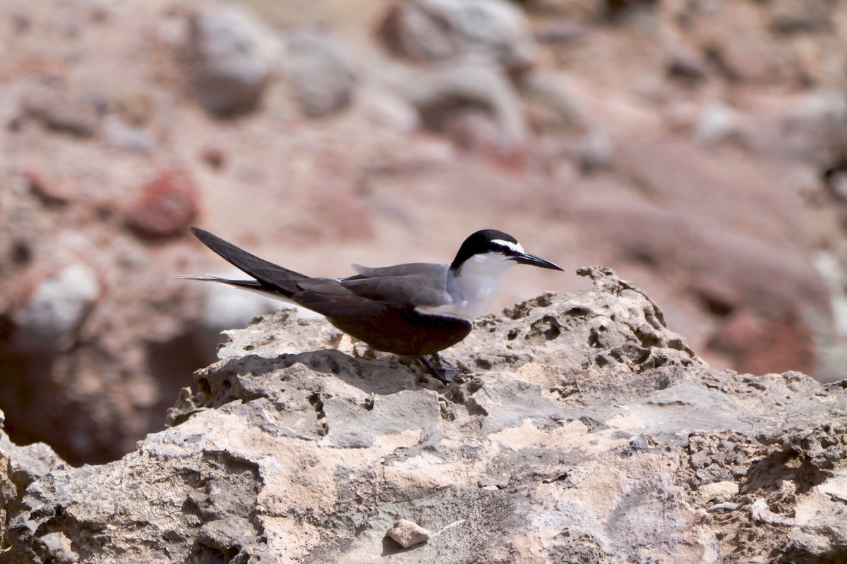Txenada bridaduna - ML638326282