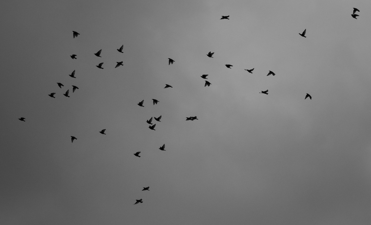 European Starling - ML638326299