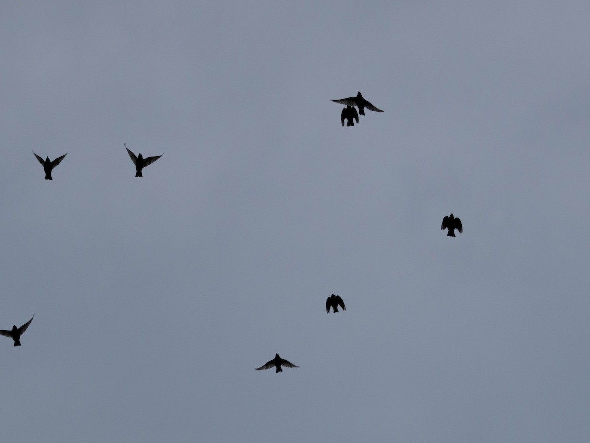 European Starling - ML638326307