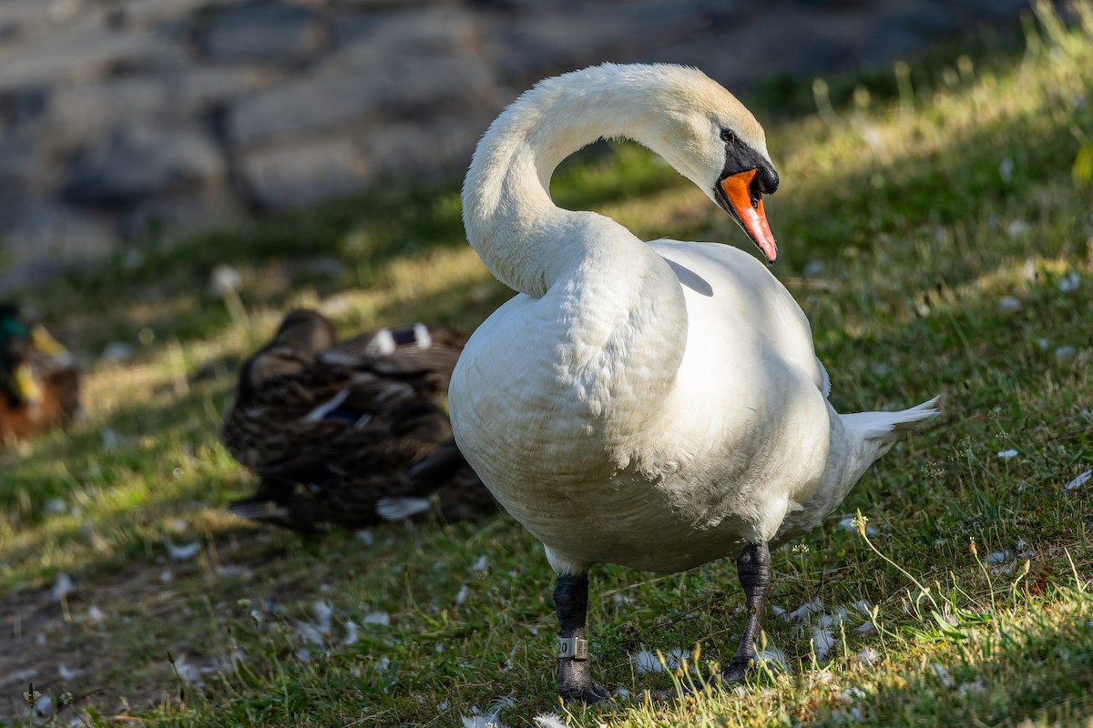Höckerschwan - ML638326328