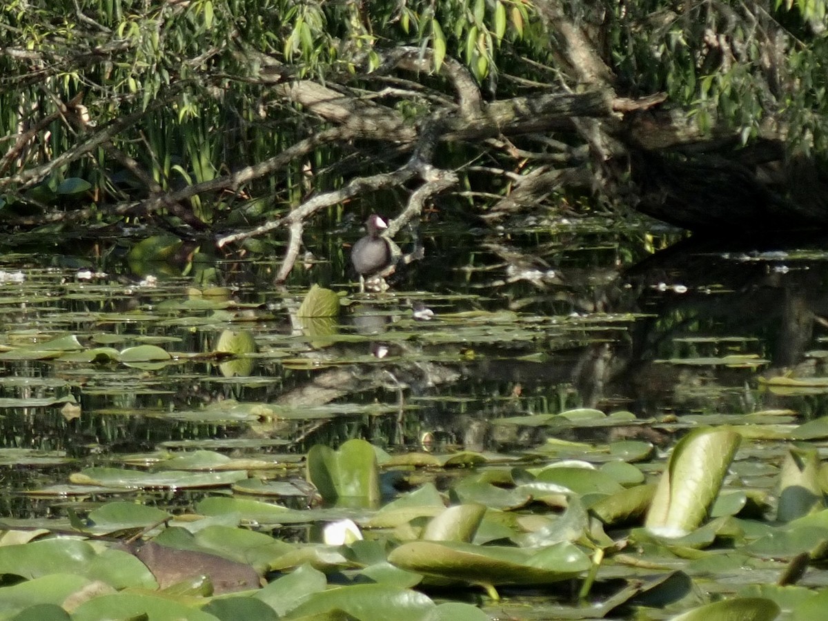 American Coot - ML638326341