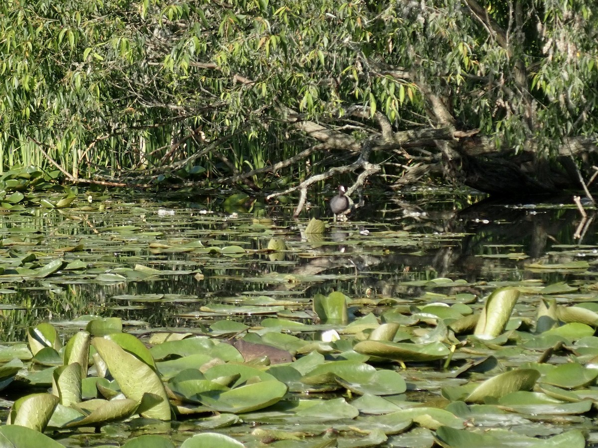 American Coot - ML638326342