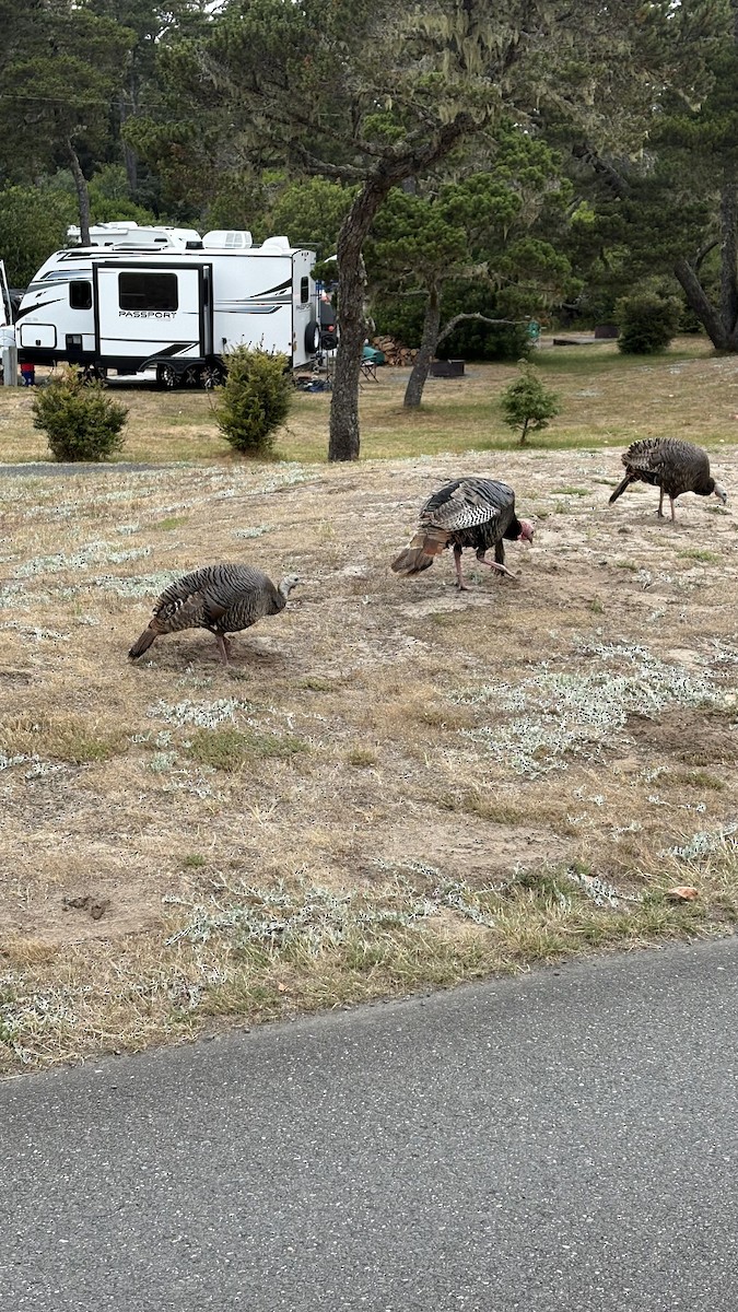 Wild Turkey - ML638326344