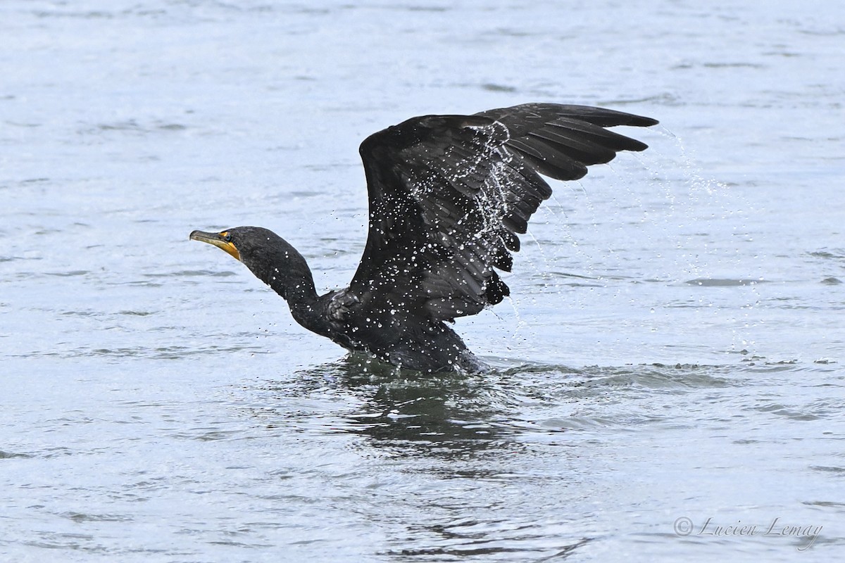 Double-crested Cormorant - ML638326351